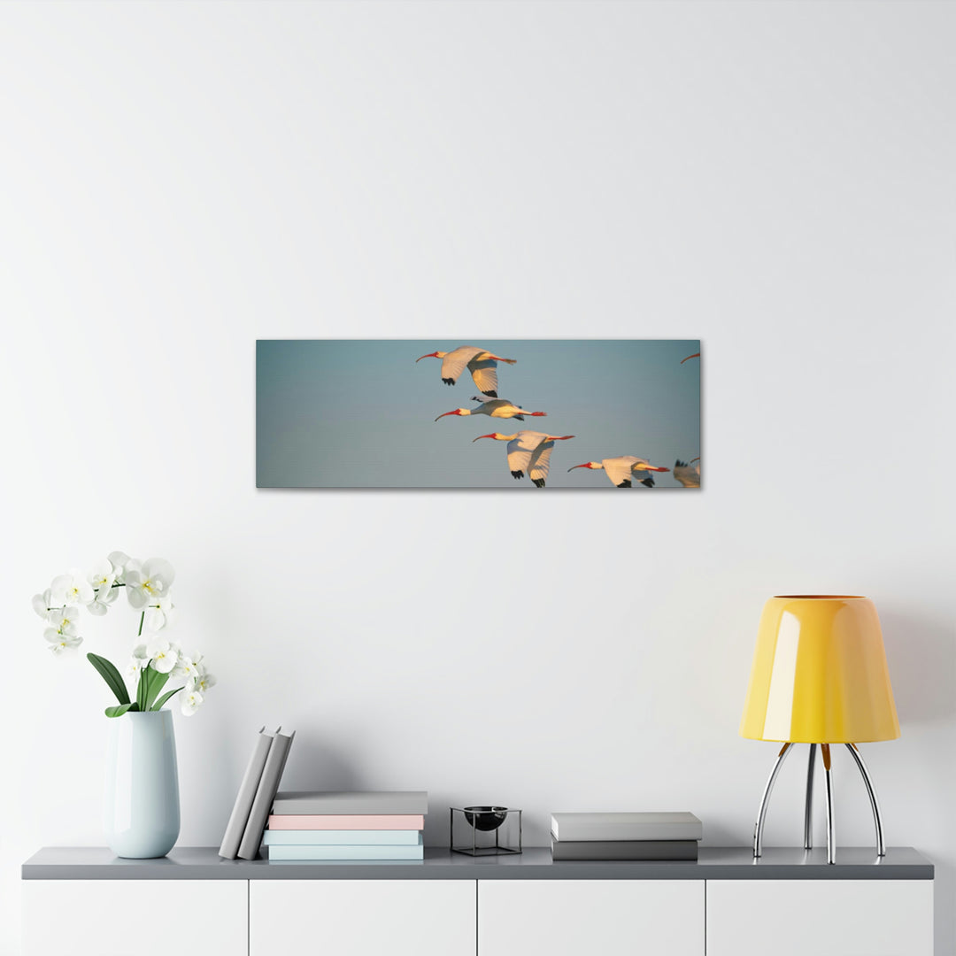 White Ibis in Flight - Canvas