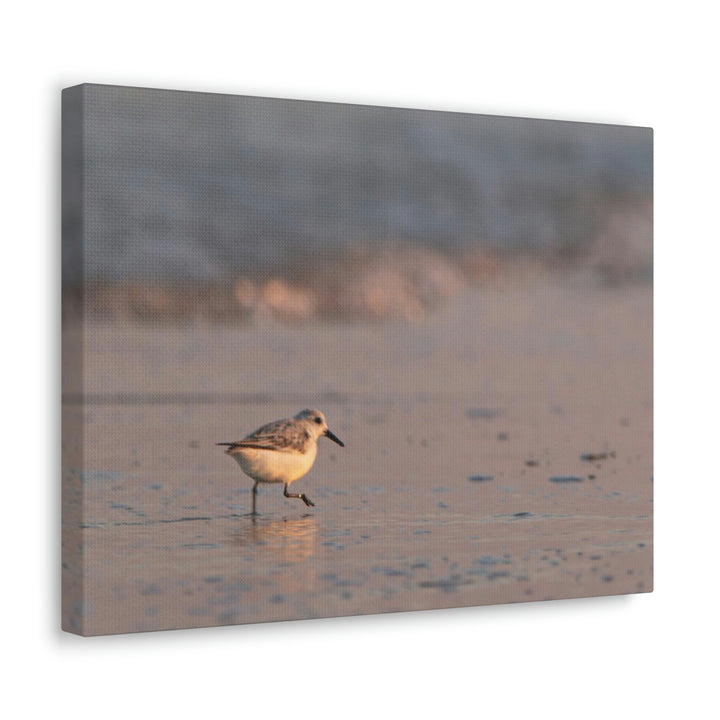 Sanderling in Soft Dusk Light - Canvas