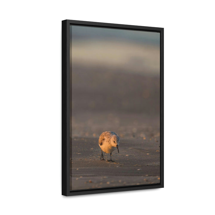 Feeding Sanderling - Canvas with Frame