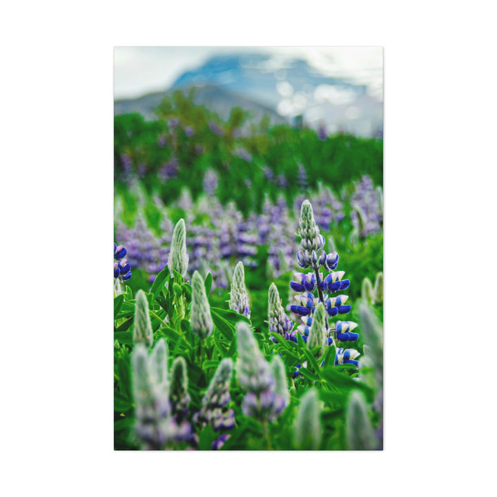 Glowing Lupin with Mountains - Canvas