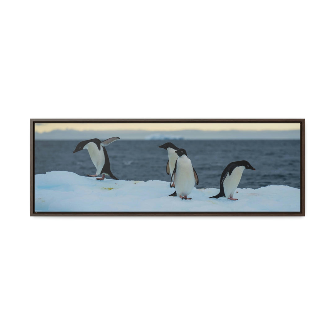 Penguin Dance - Canvas with Frame