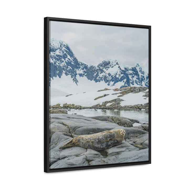 Weddell Relaxing - Canvas with Frame