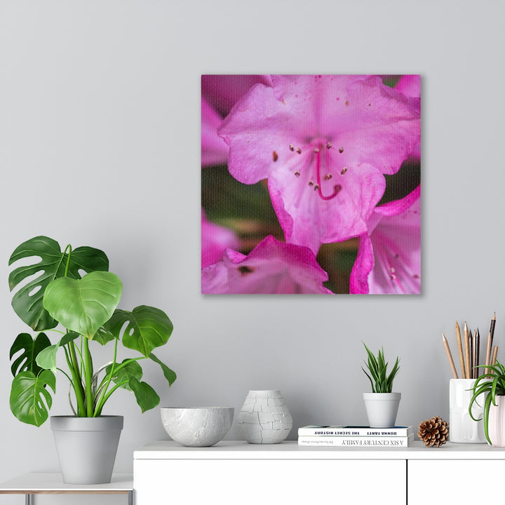 Soft Pinks - Canvas