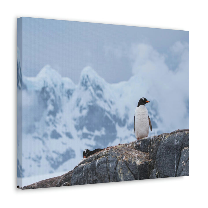 Poised Penguin - Canvas