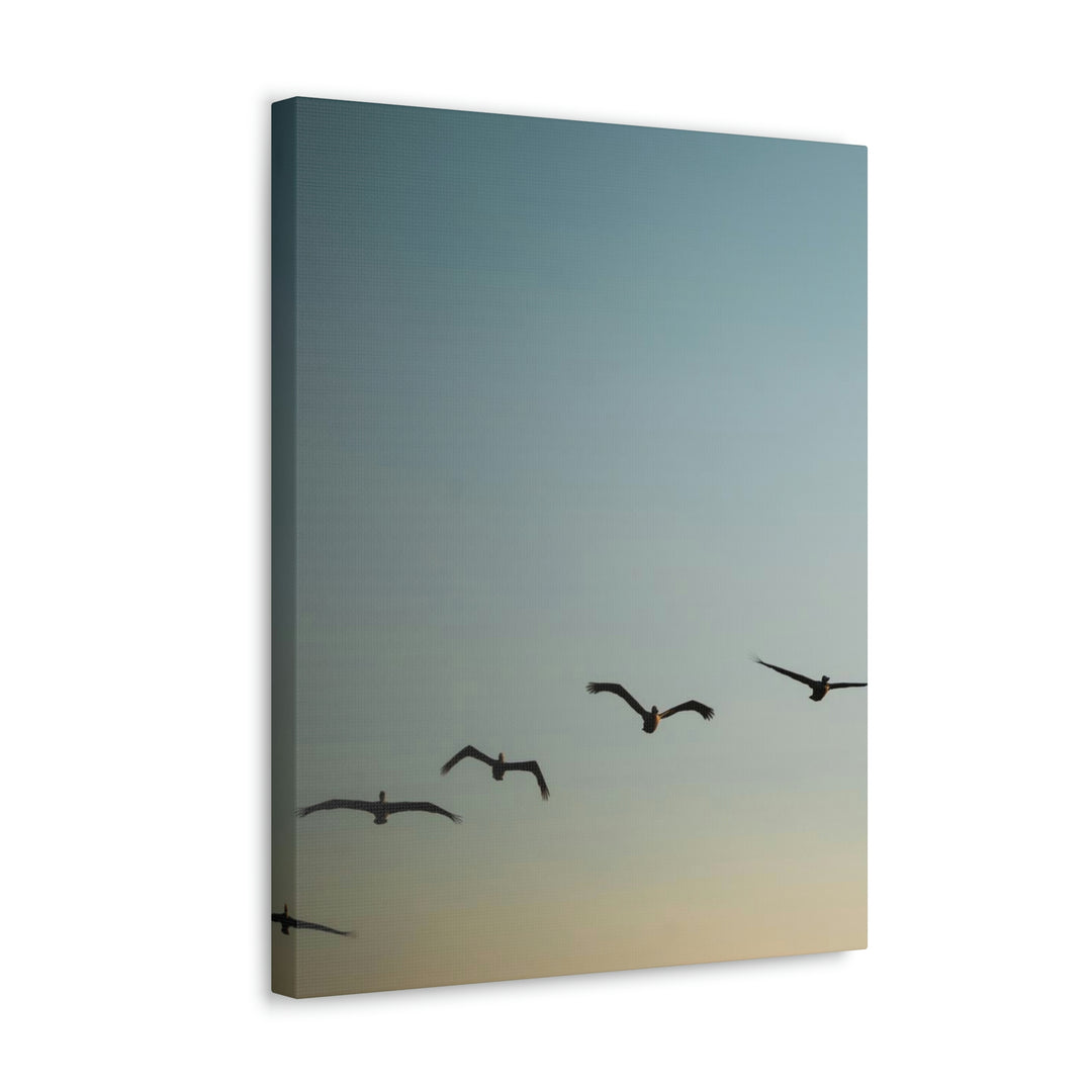 Brown Pelicans in Flight - Canvas