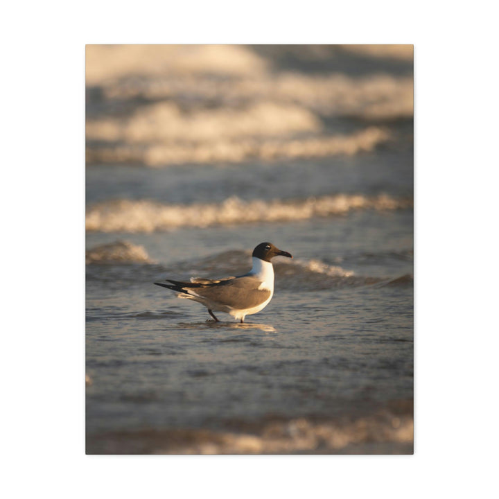 Laughing Gull in the Surf - Canvas