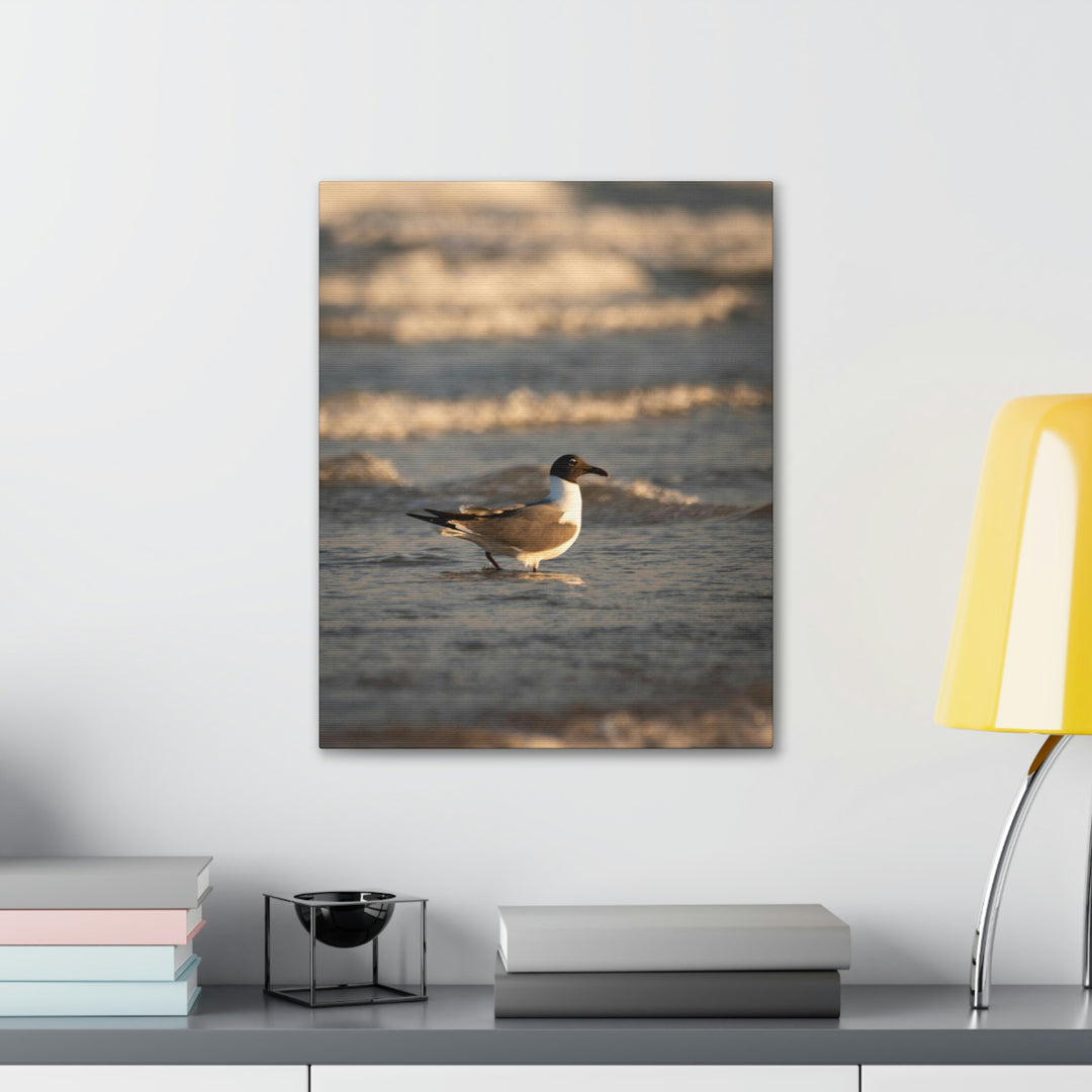 Laughing Gull in the Surf - Canvas