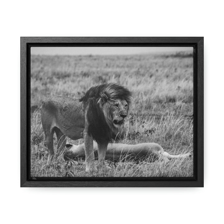 Mating Lions in Black and White - Canvas with Frame