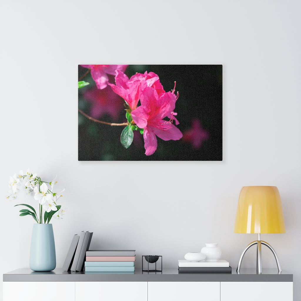 Standout Azalea - Canvas