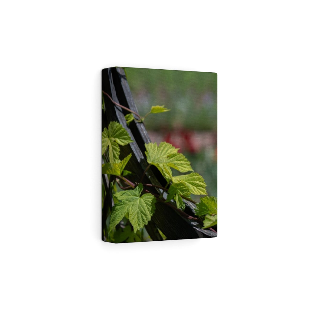 Ivy-Covered Fence - Canvas