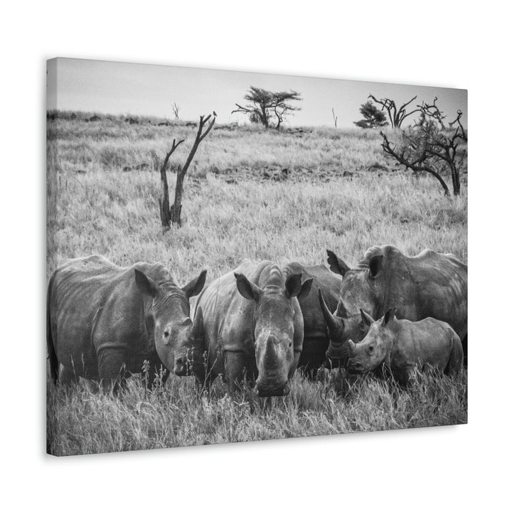 Rhino Family in Black and White - Canvas