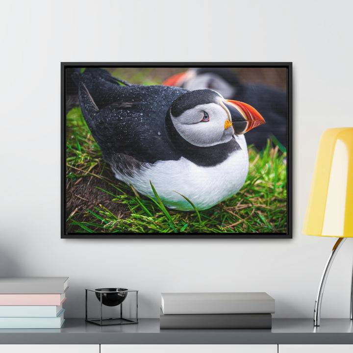 Resting Puffin - Canvas with Frame