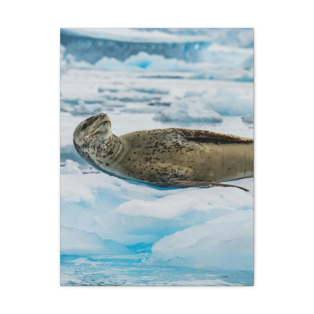 Leopard Seal Relaxing - Canvas