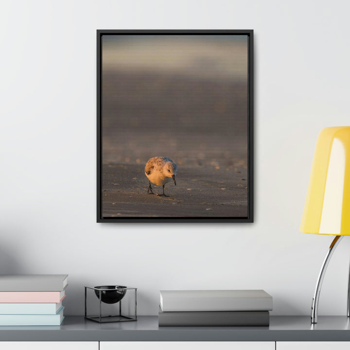 Feeding Sanderling - Canvas with Frame