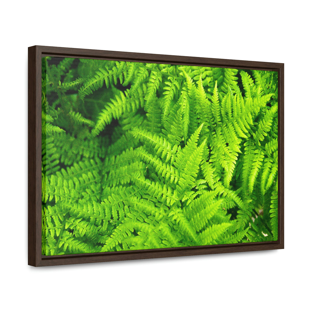 Ferns, Ferns, Ferns - Canvas with Frame