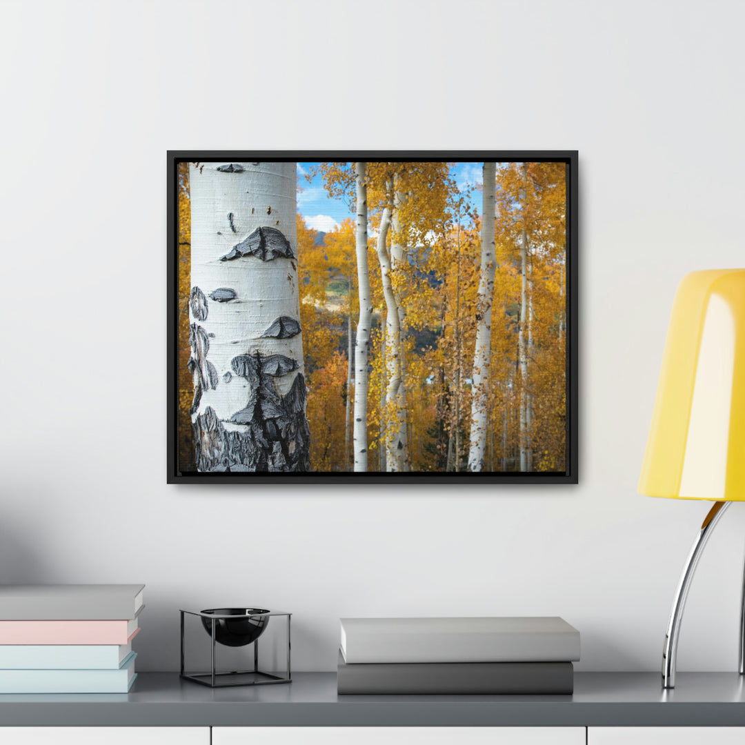 Aspens Changing - Canvas with Frame