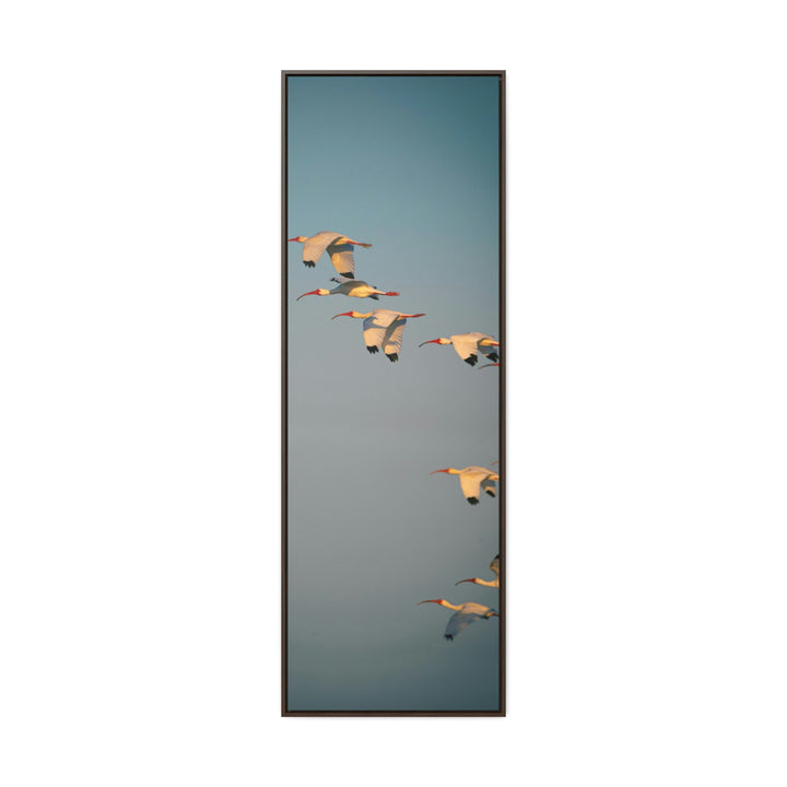 White Ibis in Flight - Canvas with Frame