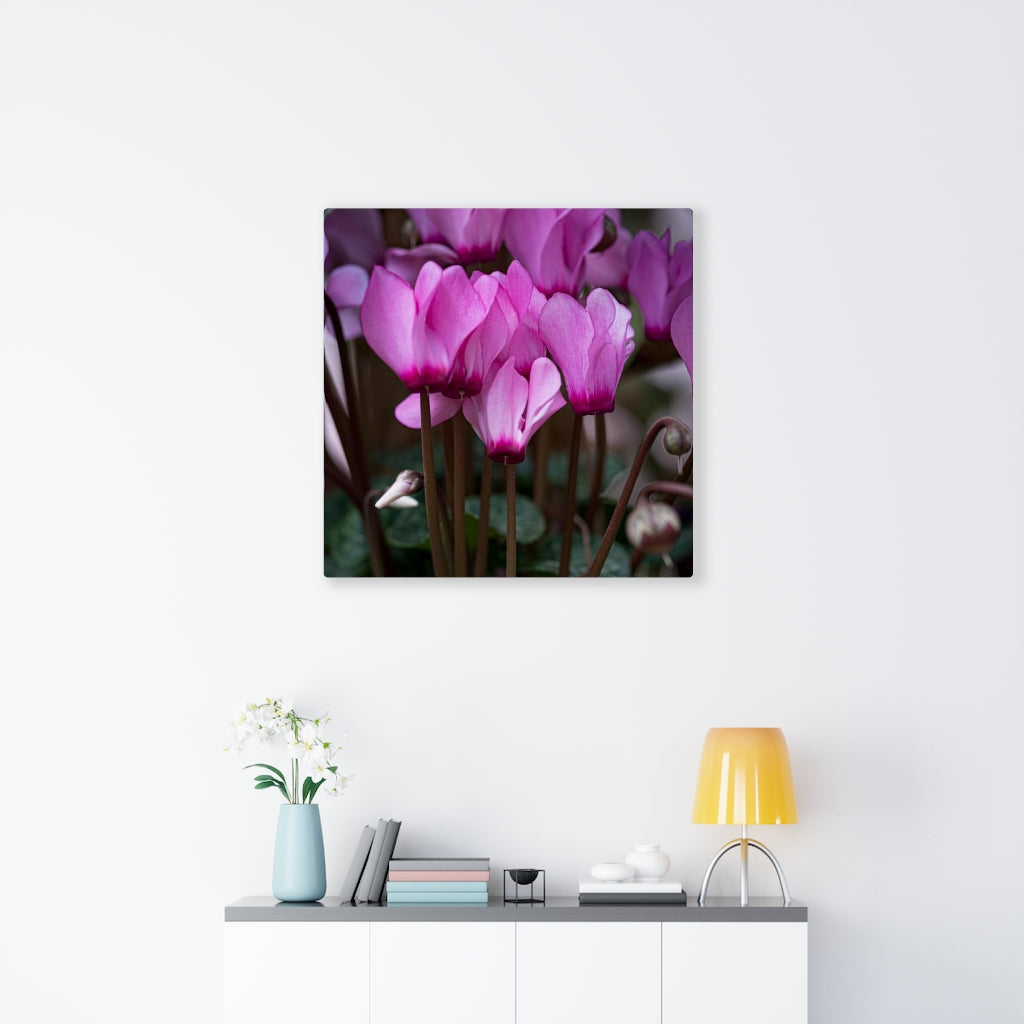 Cyclamen Reach - Canvas