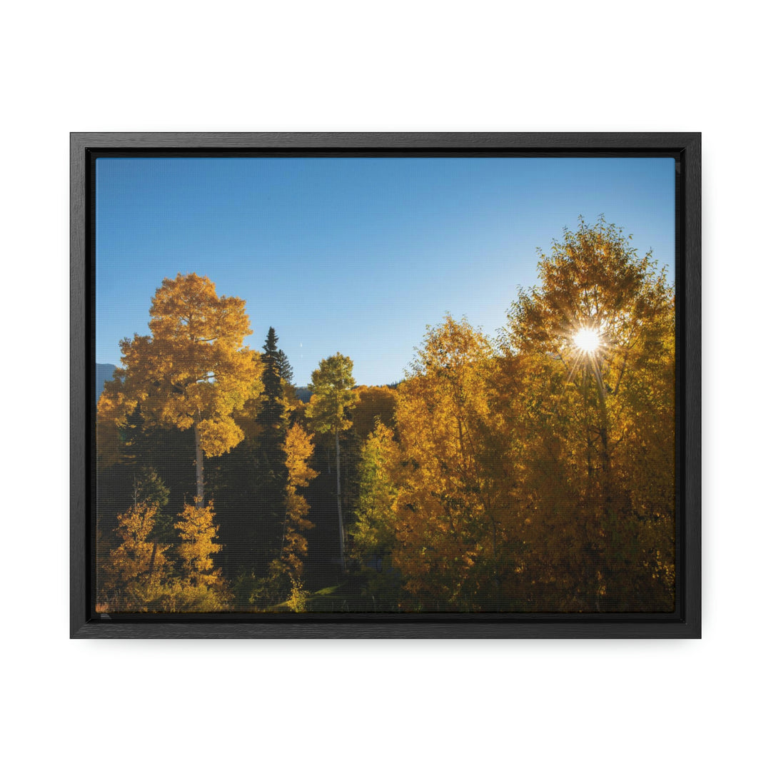 Sun Through the Aspens - Canvas with Frame