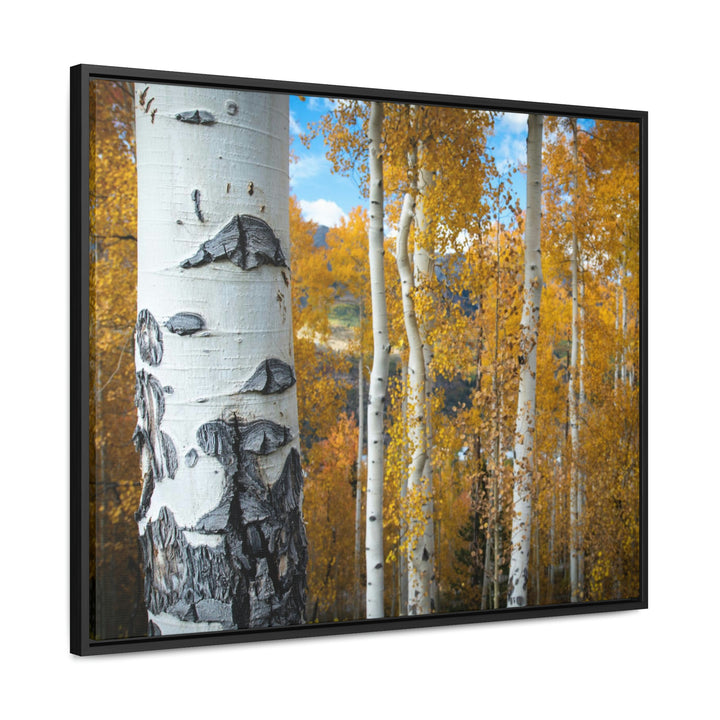 Aspens Changing - Canvas with Frame