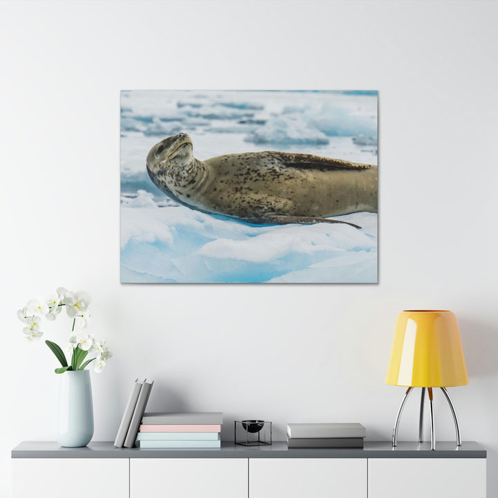 Leopard Seal Relaxing - Canvas