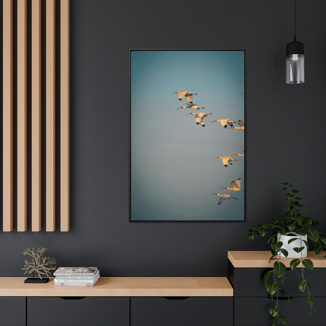 White Ibis in Flight - Canvas with Frame