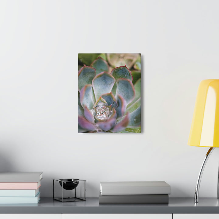 Stunning Succulent - Canvas