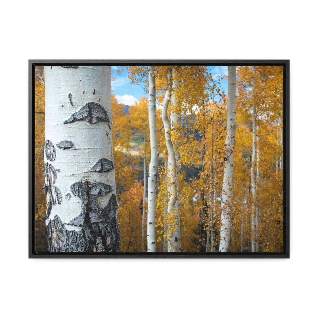 Aspens Changing - Canvas with Frame