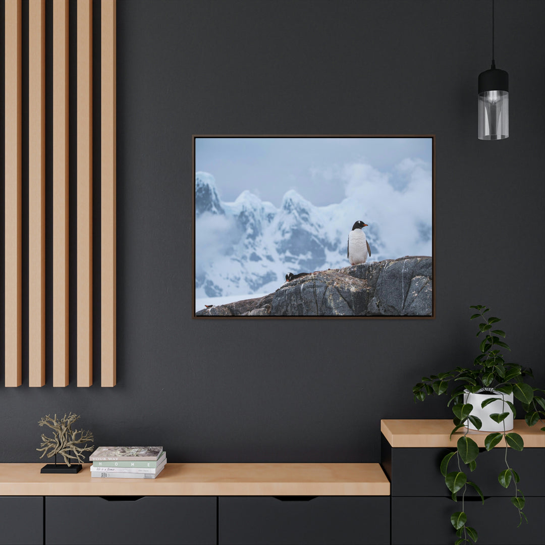 Poised Penguin - Canvas with Frame