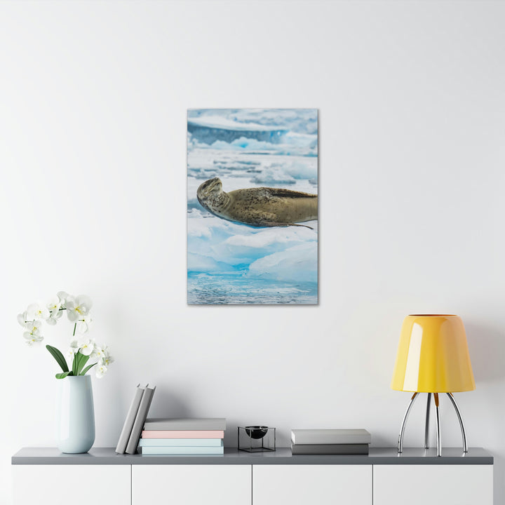 Leopard Seal Relaxing - Canvas