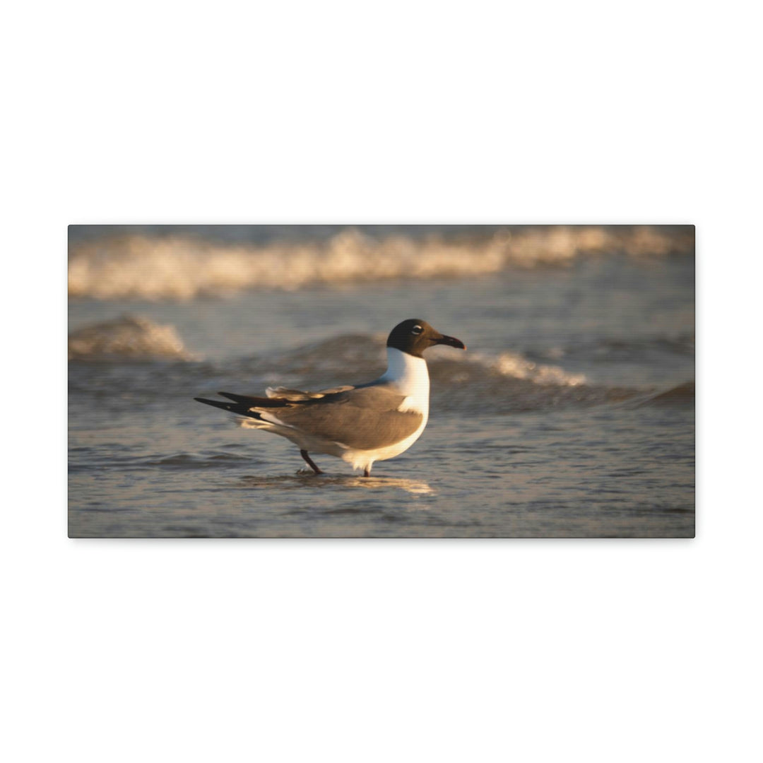 Laughing Gull in the Surf - Canvas