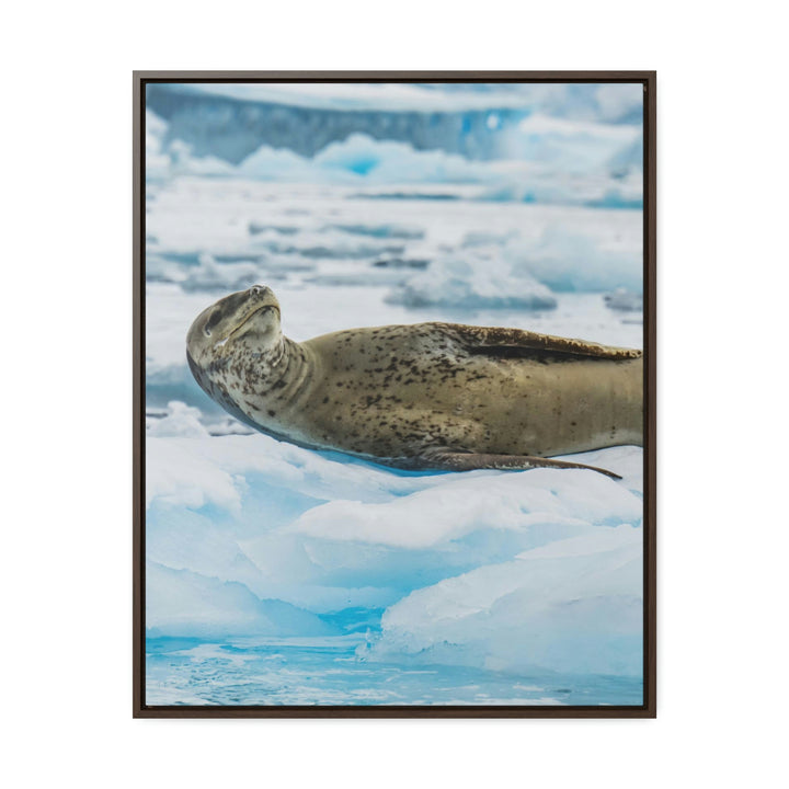 Leopard Seal Relaxing - Canvas with Frame