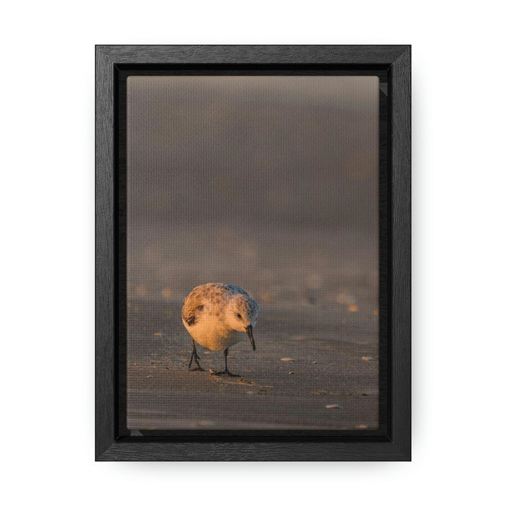 Feeding Sanderling - Canvas with Frame