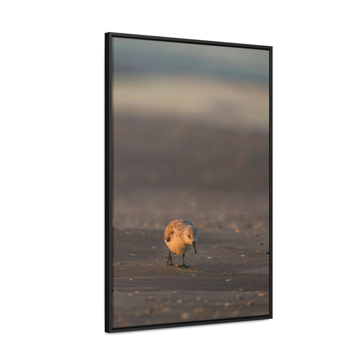 Feeding Sanderling - Canvas with Frame