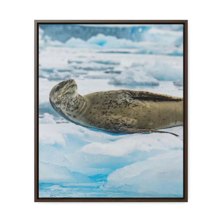 Leopard Seal Relaxing - Canvas with Frame