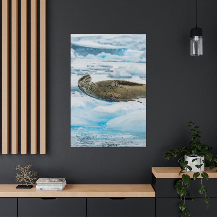 Leopard Seal Relaxing - Canvas