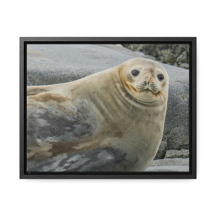 Weddell Smile - Canvas with Frame