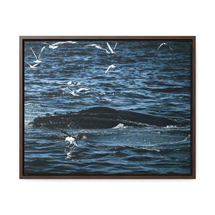 Humpback Hello - Canvas with Frame