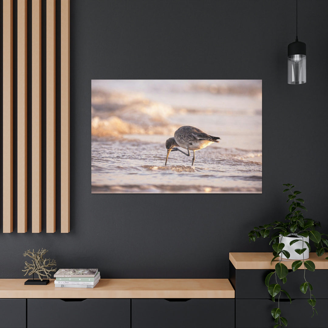 Willet Itch - Canvas