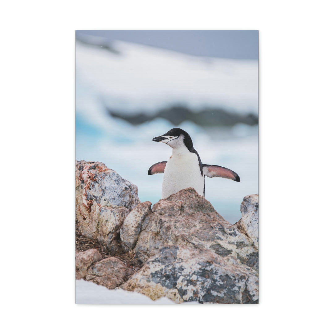 Stretched Penguin - Canvas