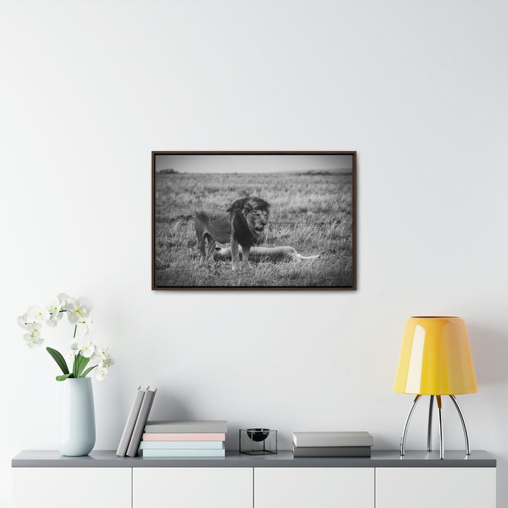 Mating Lions in Black and White - Canvas with Frame