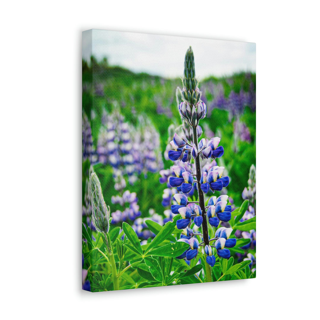 Glowing Lupin - Canvas