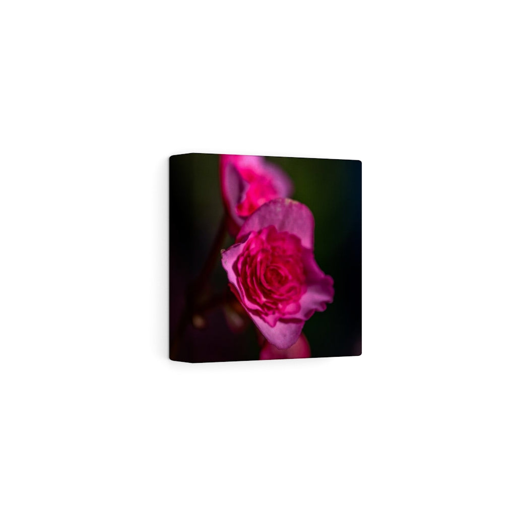 Hybrid Tea Lily - Canvas