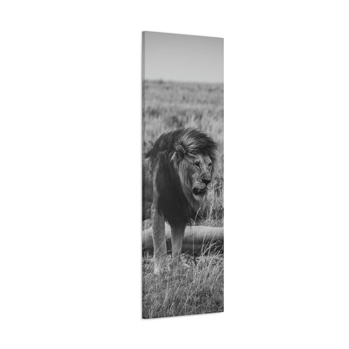 Mating Lions in Black and White - Canvas