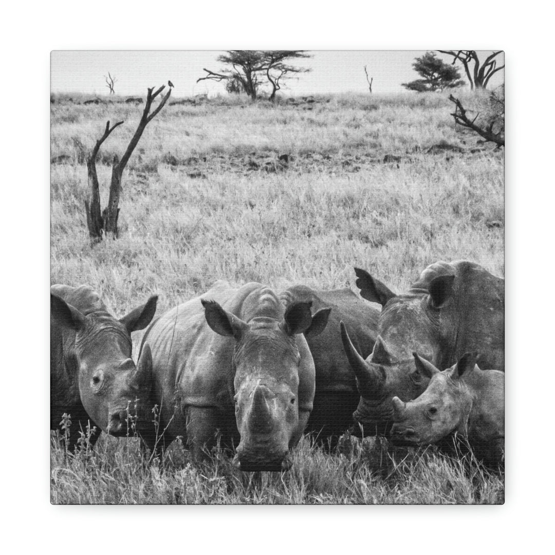 Rhino Family in Black and White - Canvas