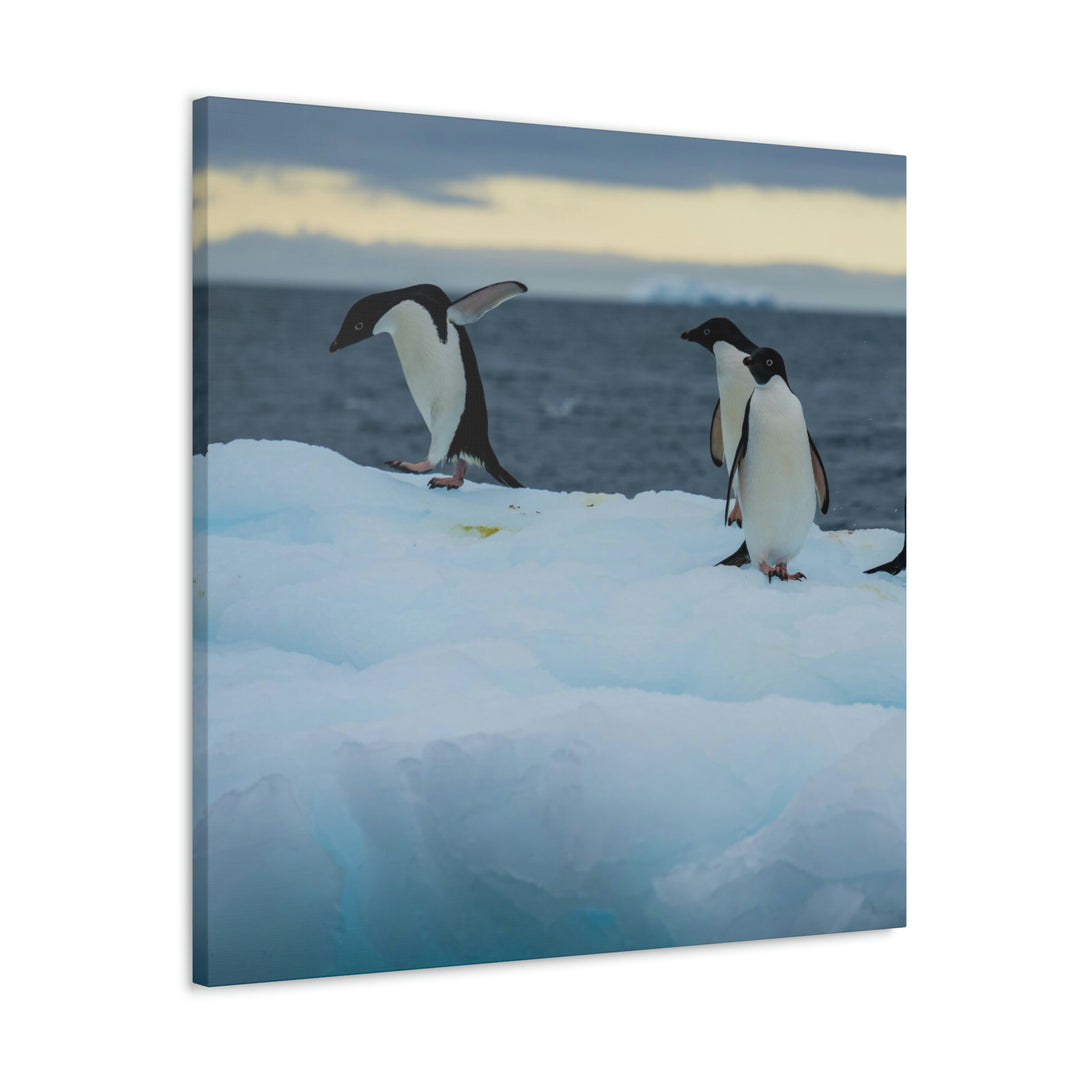 Penguin Dance - Canvas