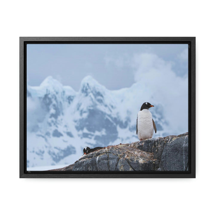 Poised Penguin - Canvas with Frame