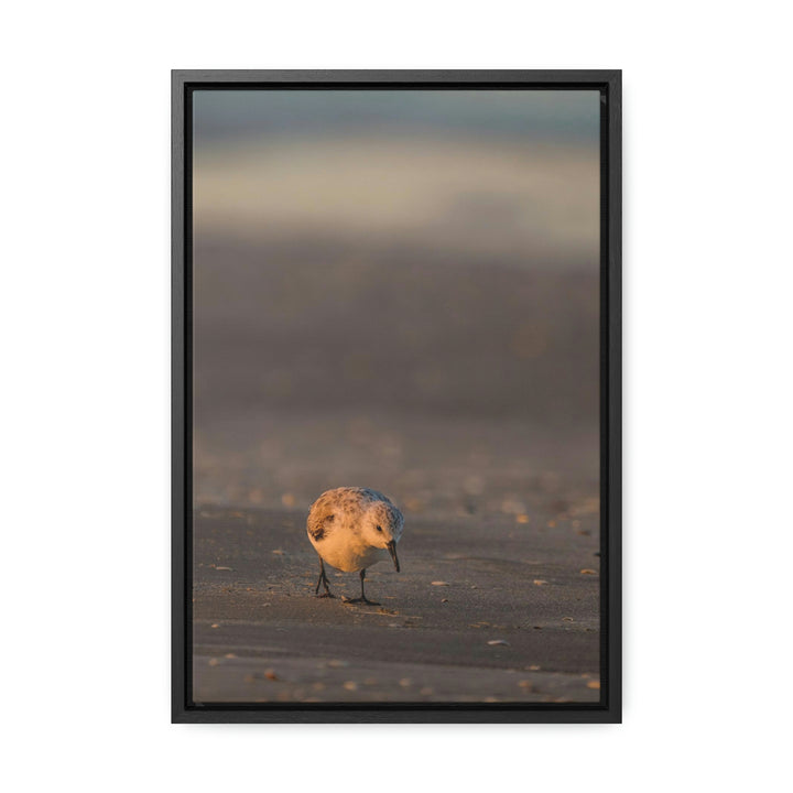 Feeding Sanderling - Canvas with Frame