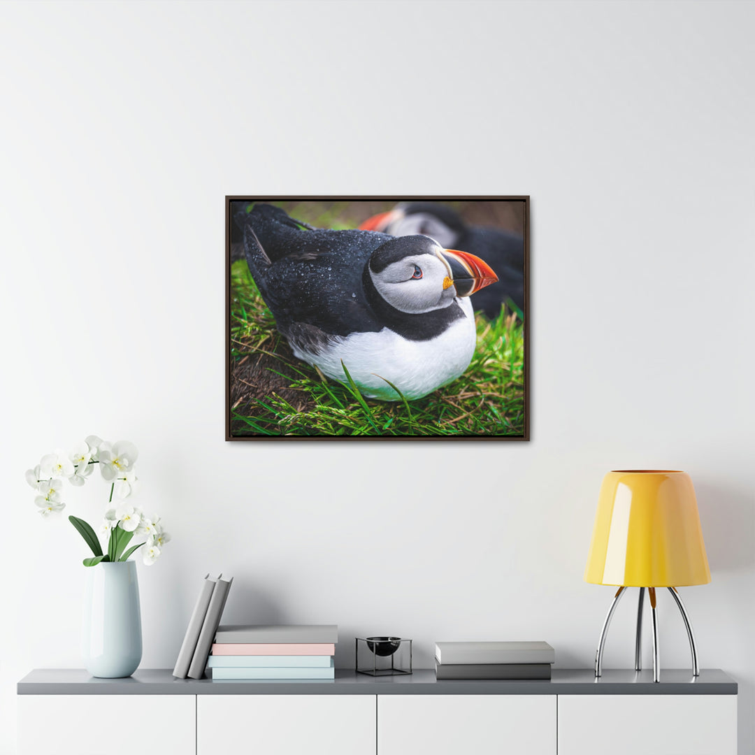 Resting Puffin - Canvas with Frame