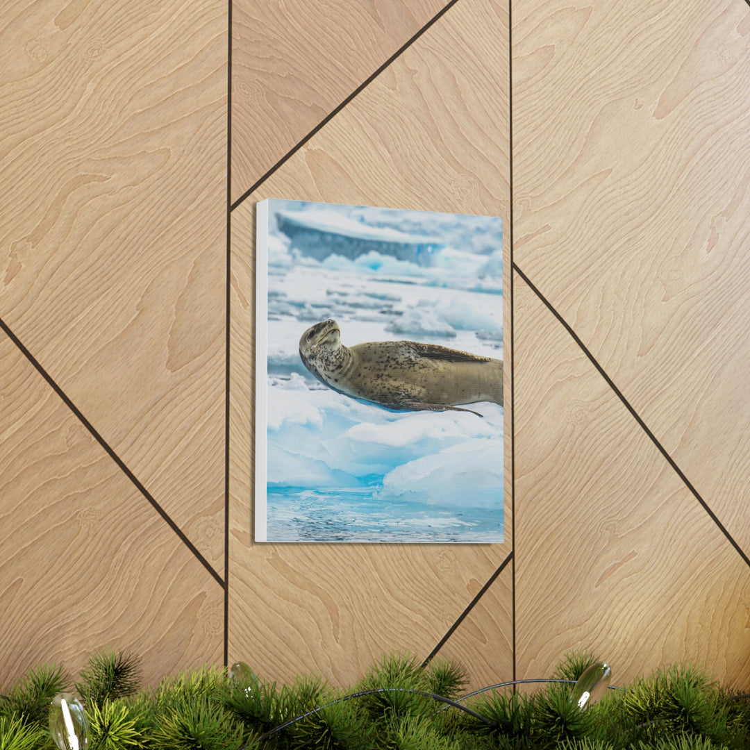 Leopard Seal Relaxing - Canvas